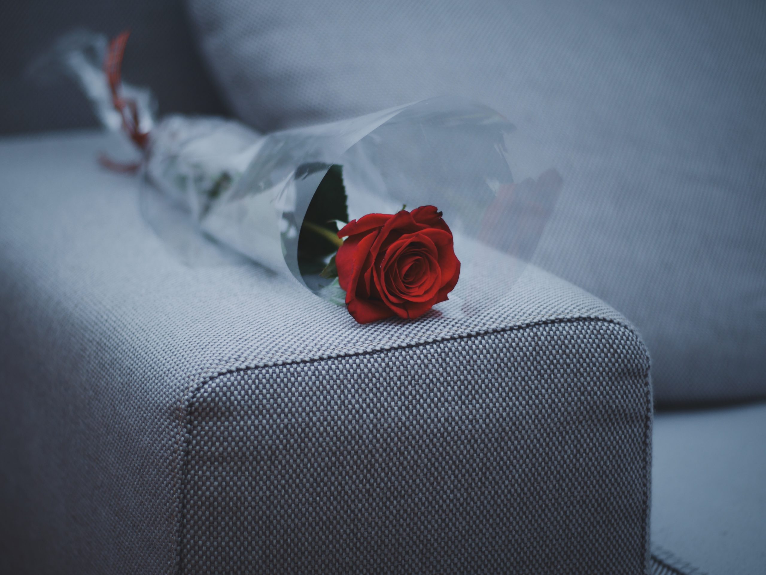 red rose flower on gray fabric sofa