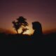 silhouette of woman and tree