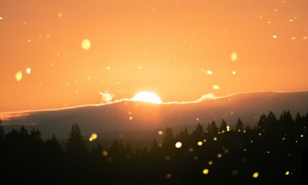 pine trees during sunrise