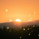 pine trees during sunrise