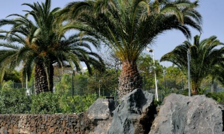 palm tree on gray rock