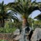 palm tree on gray rock