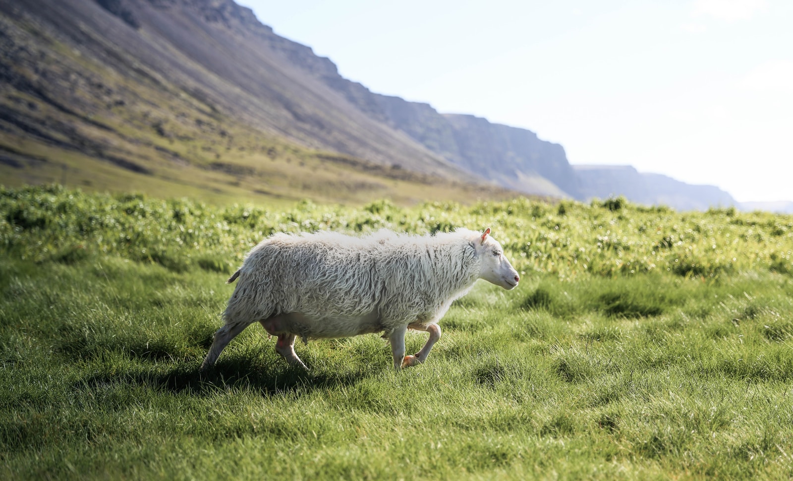 photo of running white sheep