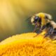 honeybee perching on yellow flower