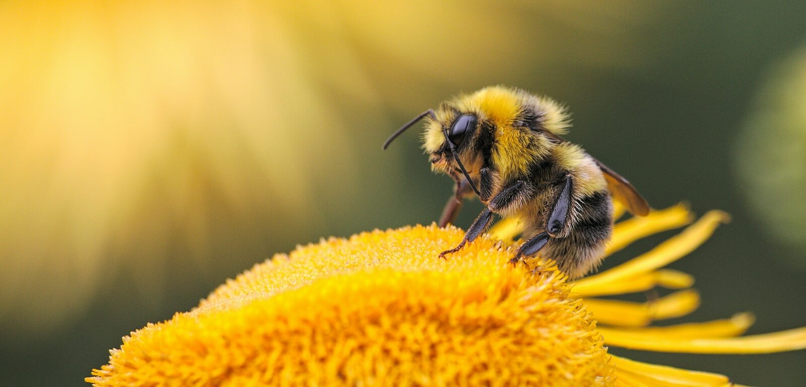 honeybee perching on yellow flower