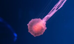 pink jellyfish underwater