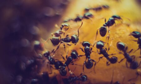 macro photofraphy of black ant