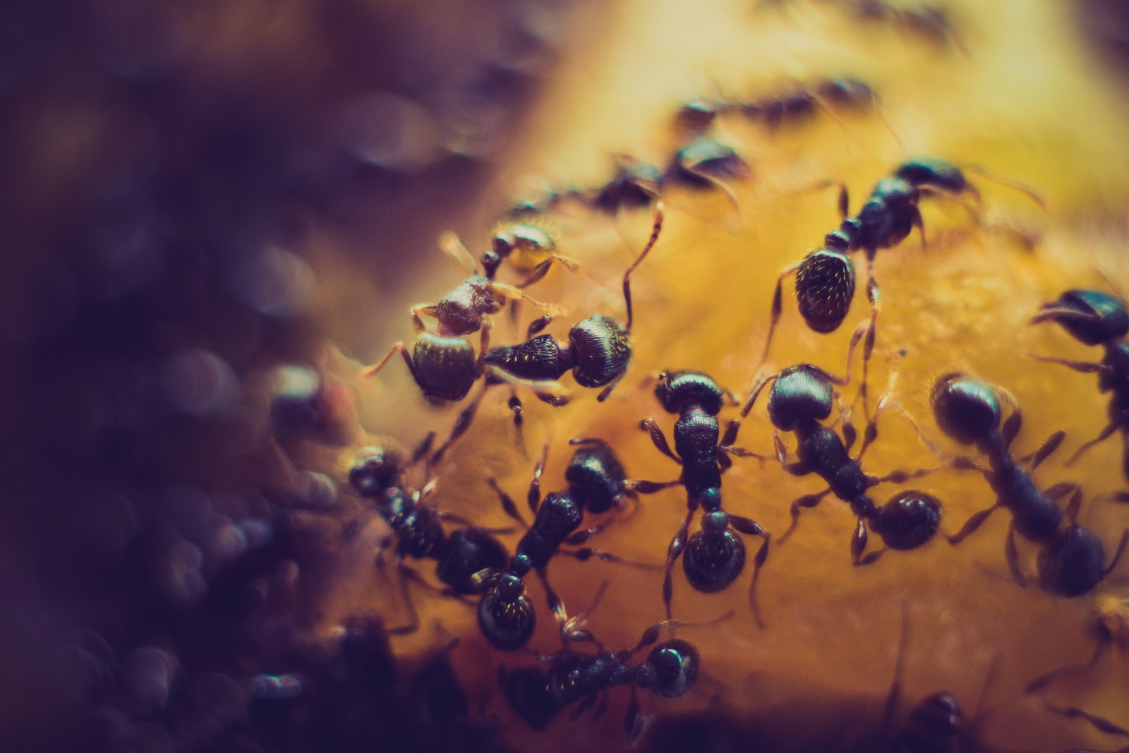 macro photofraphy of black ant