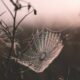 macro shot of spider web