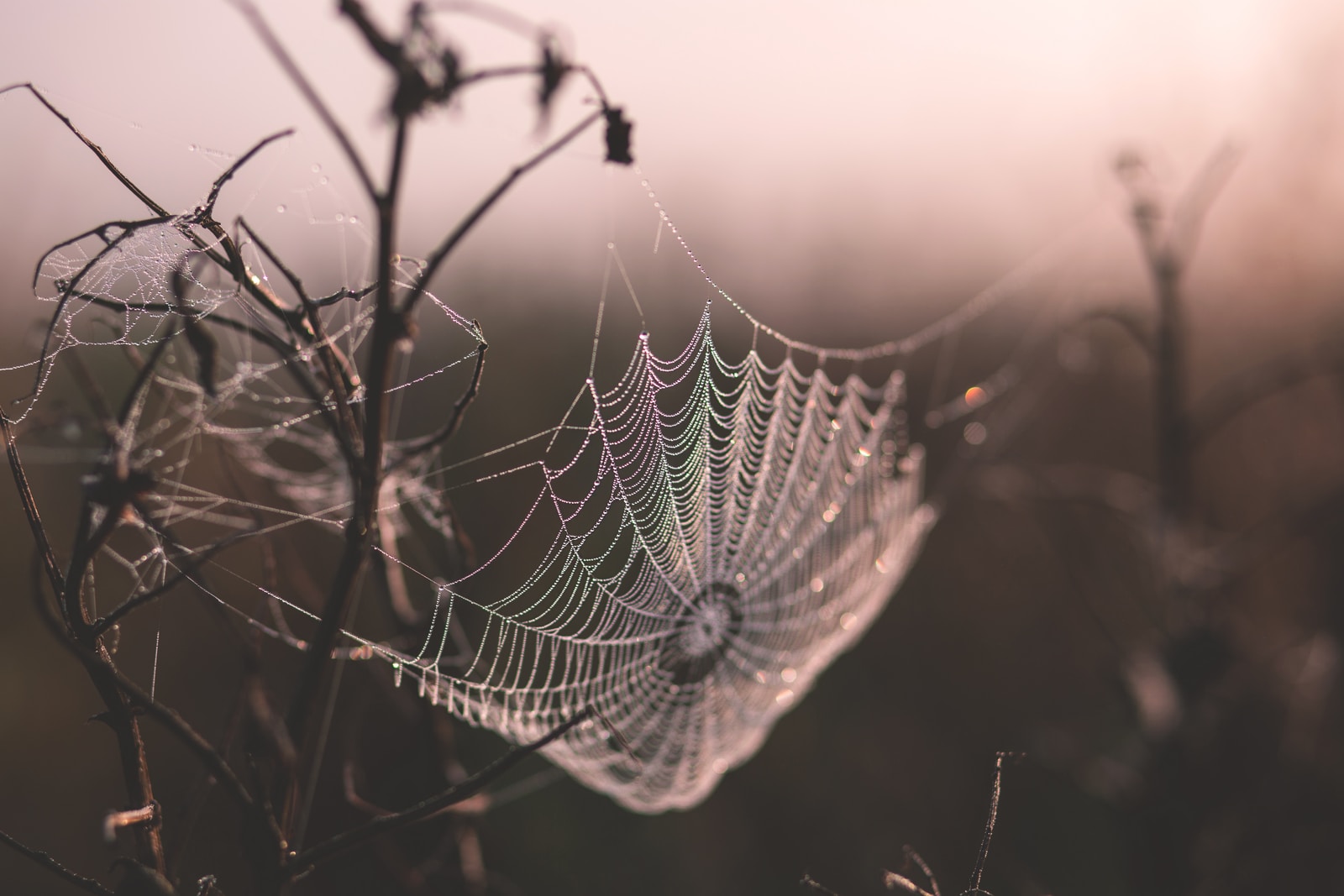 macro shot of spider web