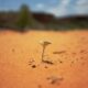 selective focus photography of green plant