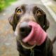 adult chocolate Labrador retriever