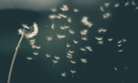 shallow focus of white dandelion