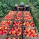 red apples in black plastic crate