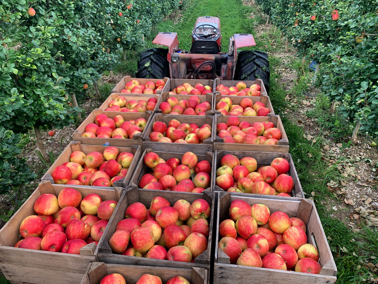 red apples in black plastic crate