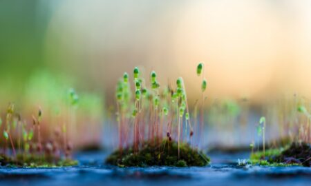 macro photography of green grass