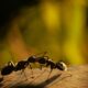 black ant on yellow background