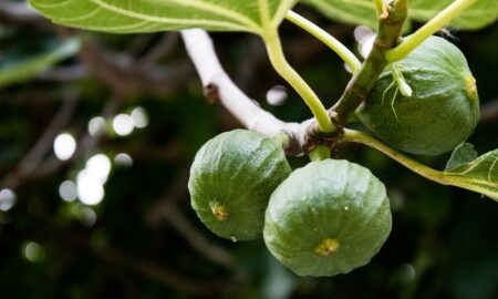 green round fruit on brown tree branch