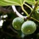 green round fruit on brown tree branch