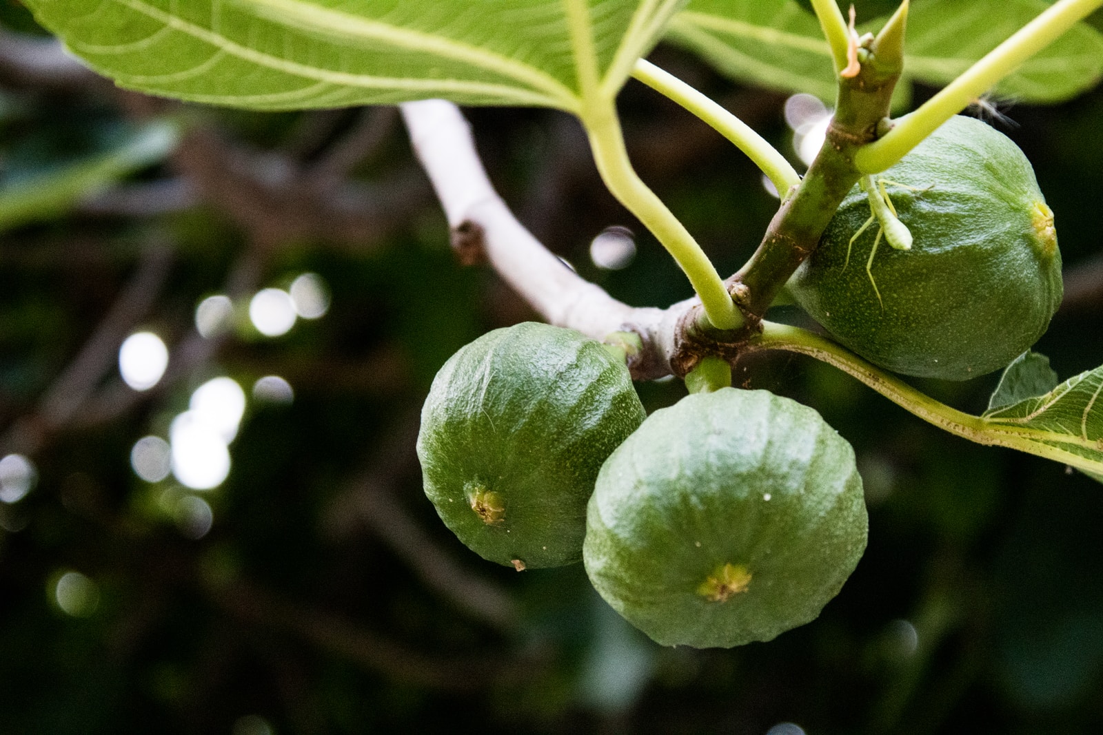 green round fruit on brown tree branch
