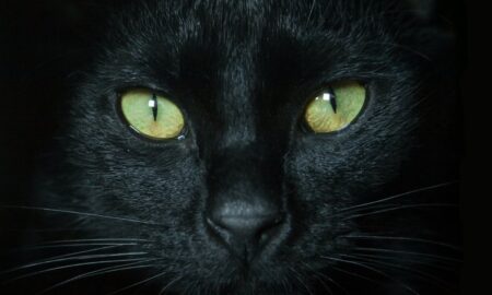 black cat with yellow eyes