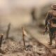 soldier walking on wooden pathway surrounded with barbwire selective focus photography