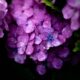 close-up photography of purple petaled flower