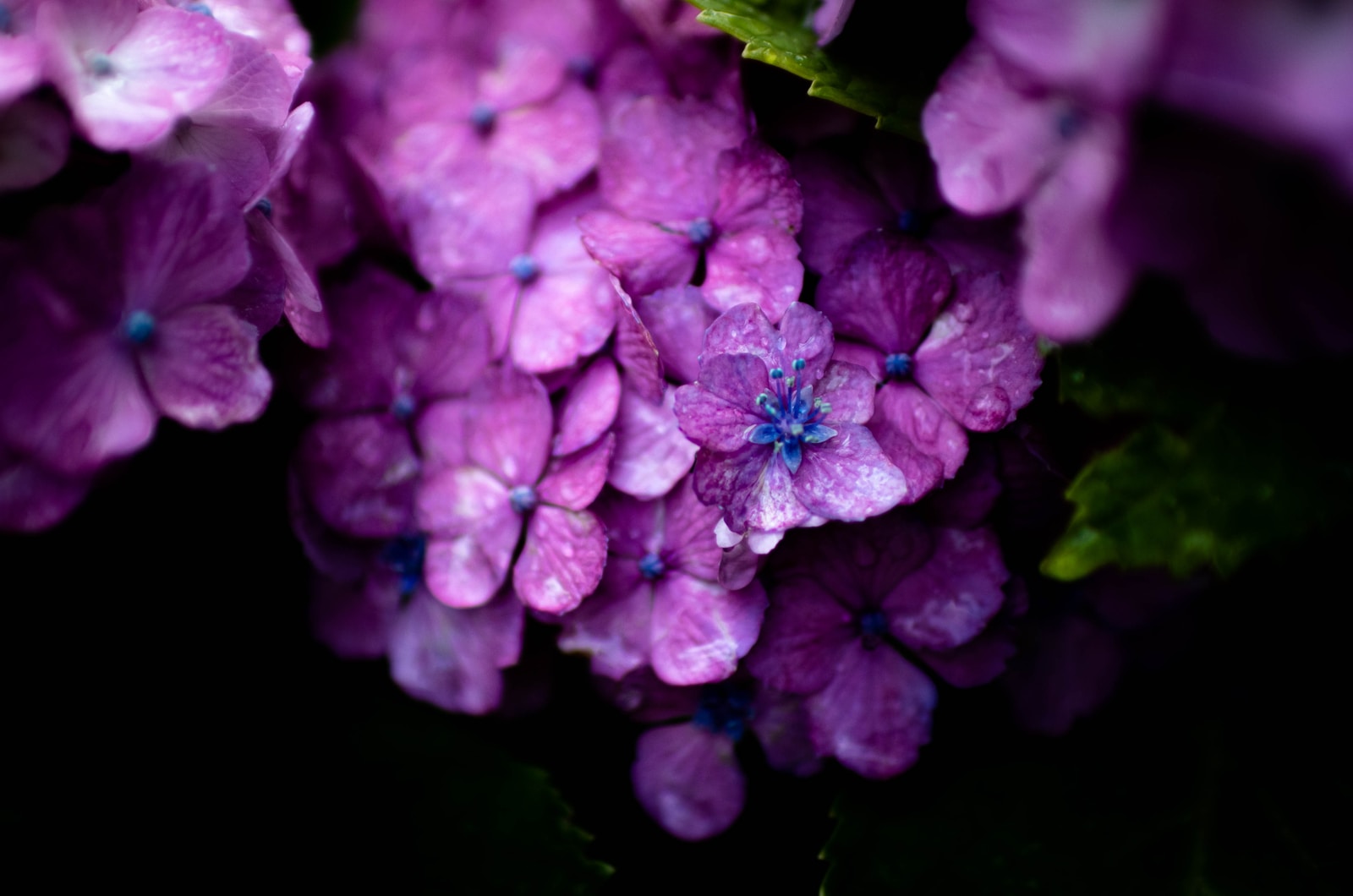 close-up photography of purple petaled flower