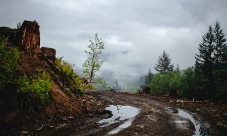 green trees near brown rock formation under white clouds during daytime