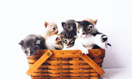 kittens in basket