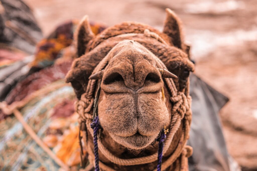 brown camel