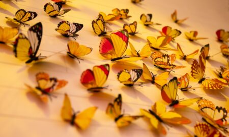 close-up photography of assorted-color butterflies