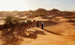 people walking with two camels walking on desert