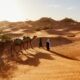 people walking with two camels walking on desert