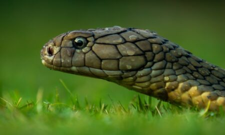 brown snake on green grass