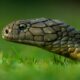 brown snake on green grass