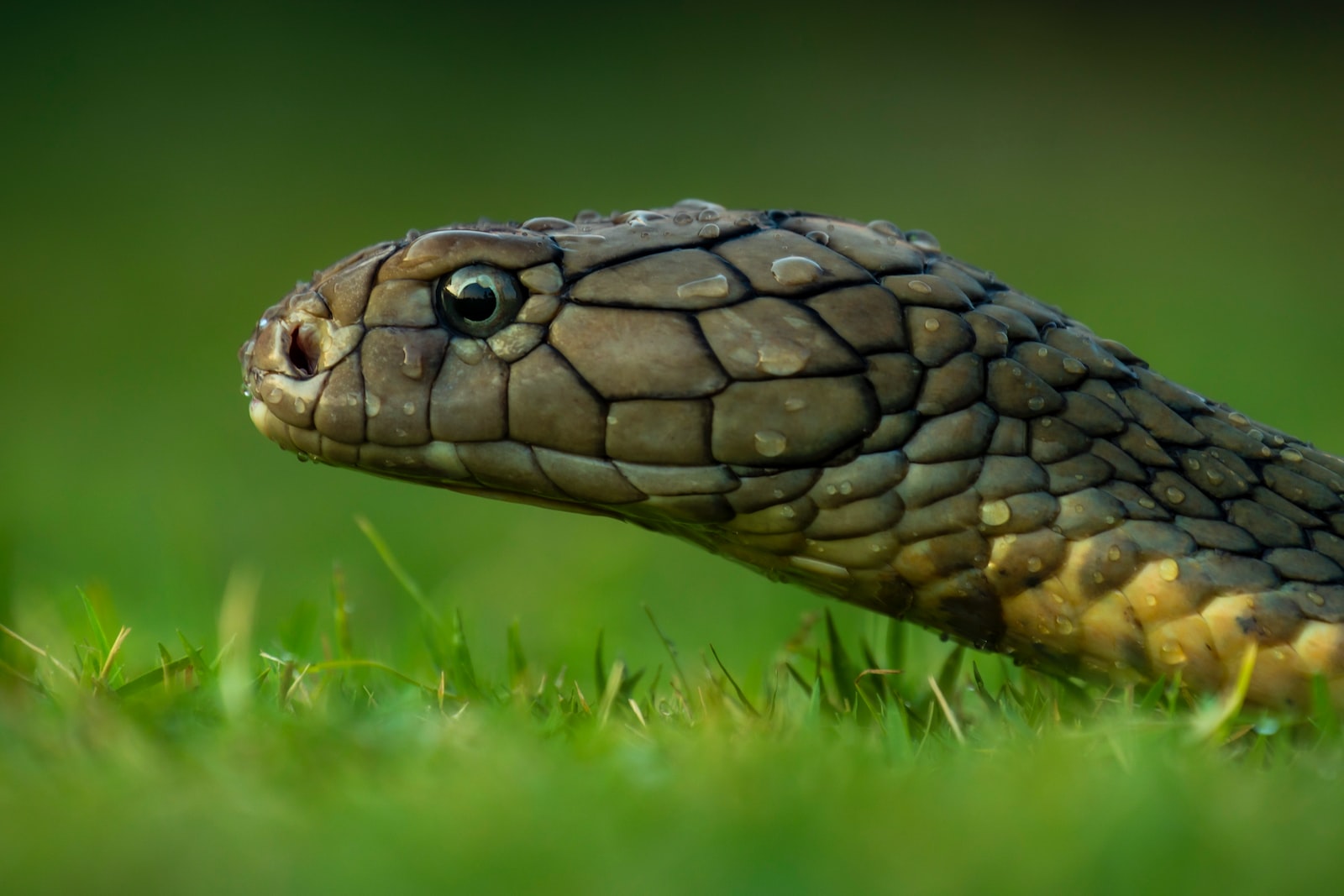 brown snake on green grass