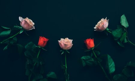 top view of two red and three pink roses on black surface