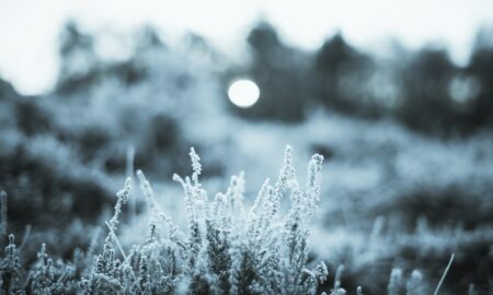 a black and white photo of some plants