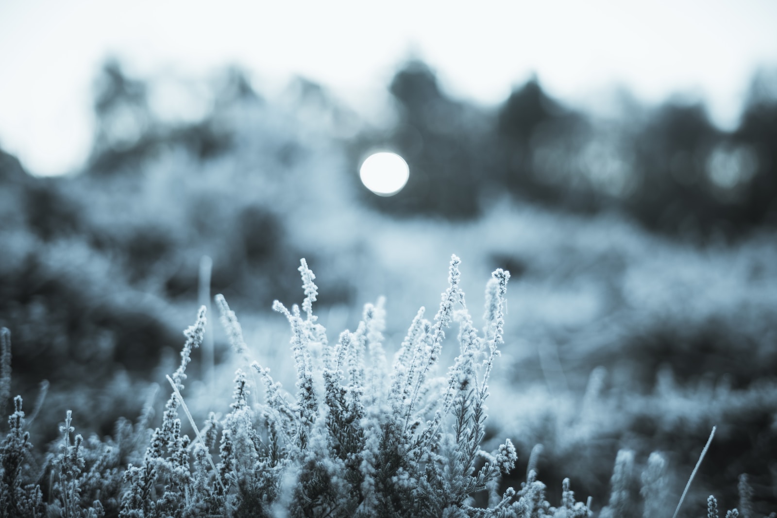 a black and white photo of some plants