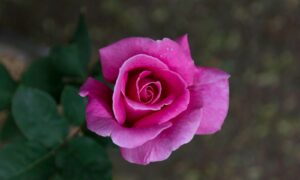 pink rose in bloom during daytime