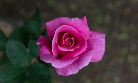 pink rose in bloom during daytime