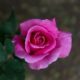 pink rose in bloom during daytime