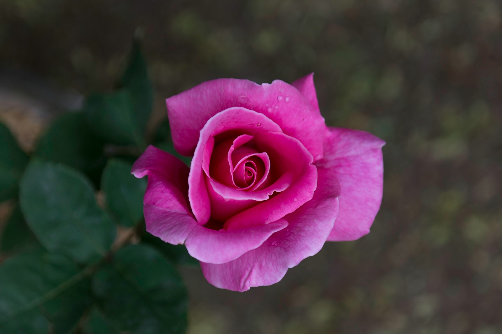 pink rose in bloom during daytime